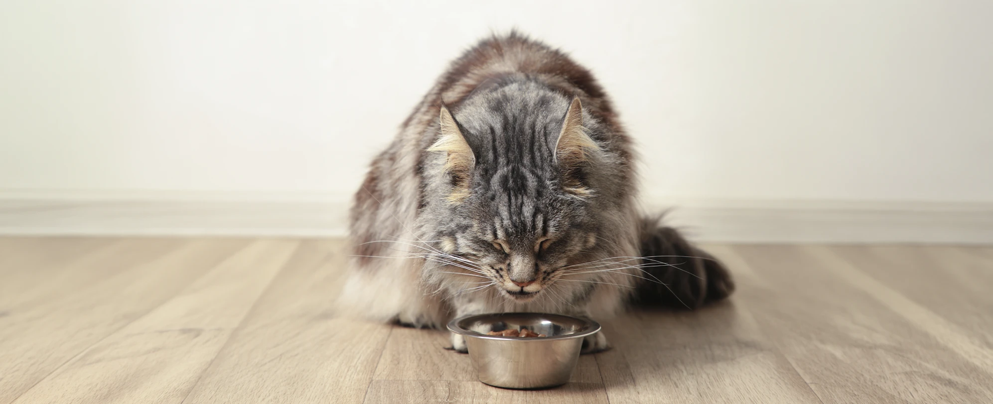 Blog 7 Gatos mayores cuando y como ajustar su alimentacion